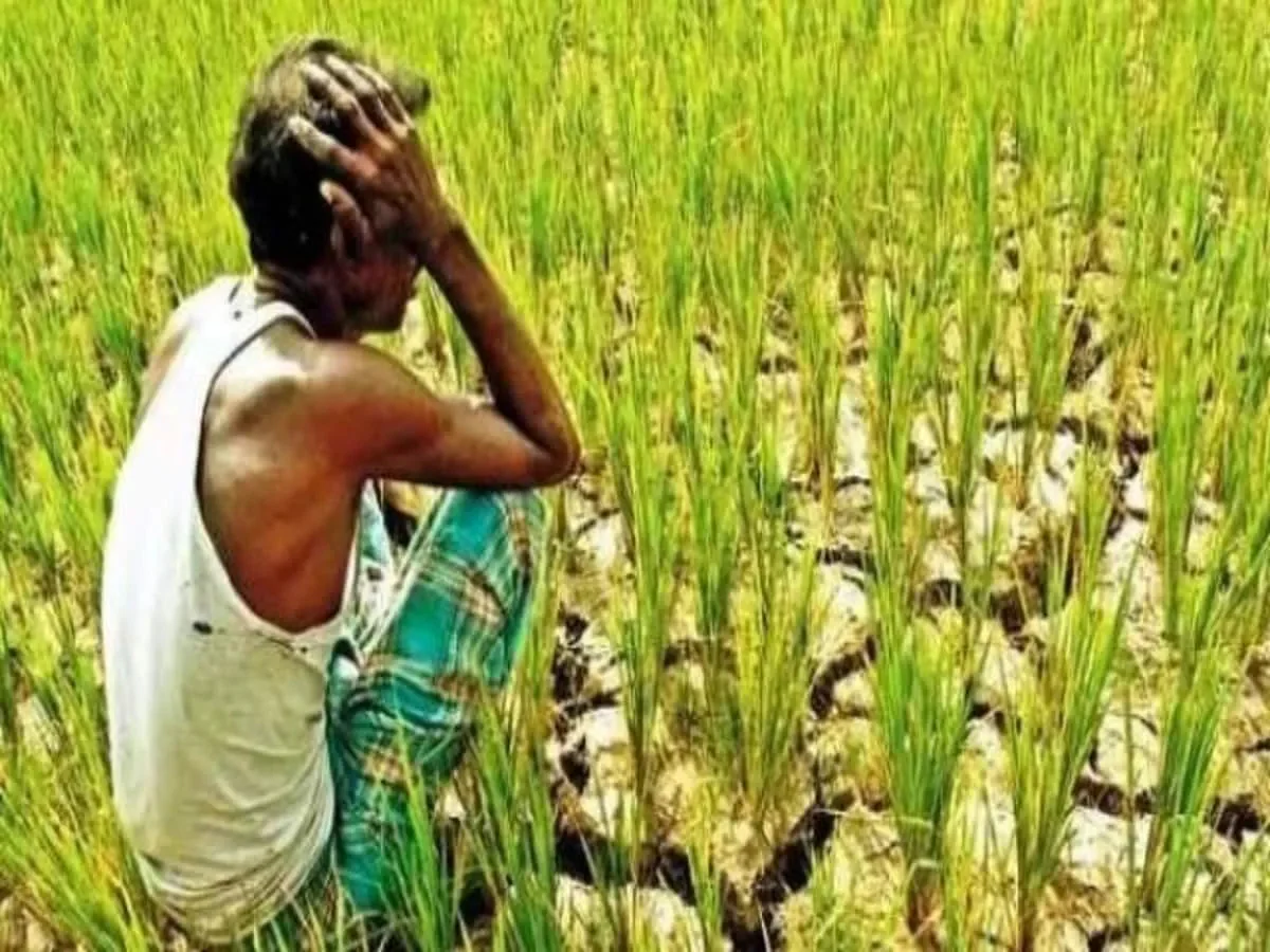 राजस्थान के किसानों को नहीं मिल रहा फसल क्षति का उचित मुआवजा, बीमा कंपनियों पर गंभीर आरोप