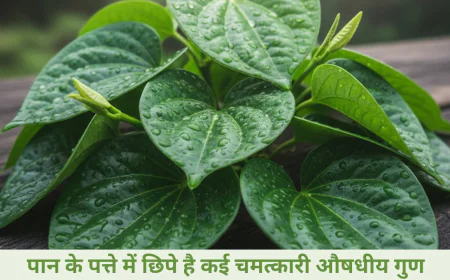 पान के पत्ते के छिपे हैं अनोखे गुण जानकर रह जाएंगे हैरान जानें फायदे और यूज करने का तरीका