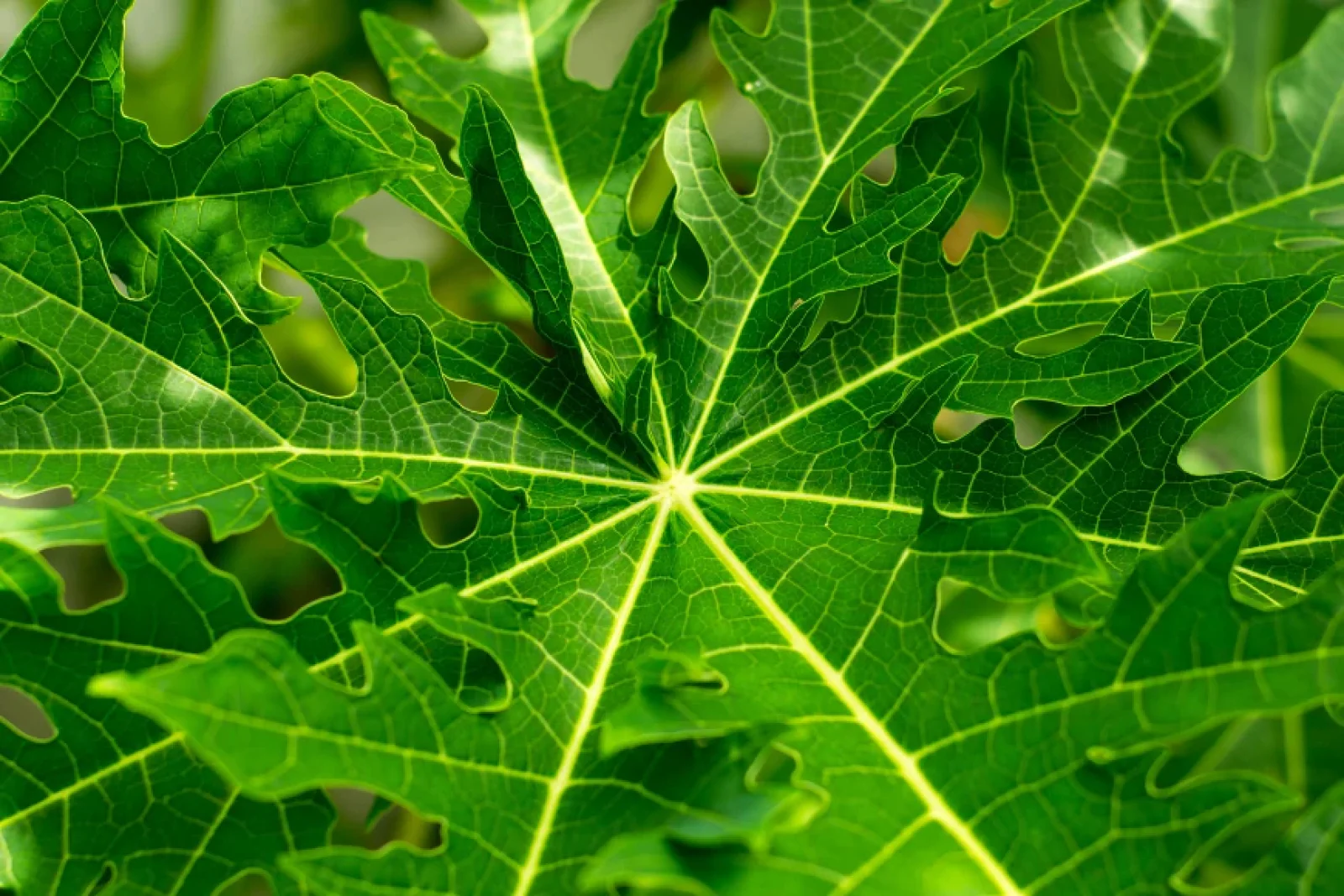 The News Tv India Official 