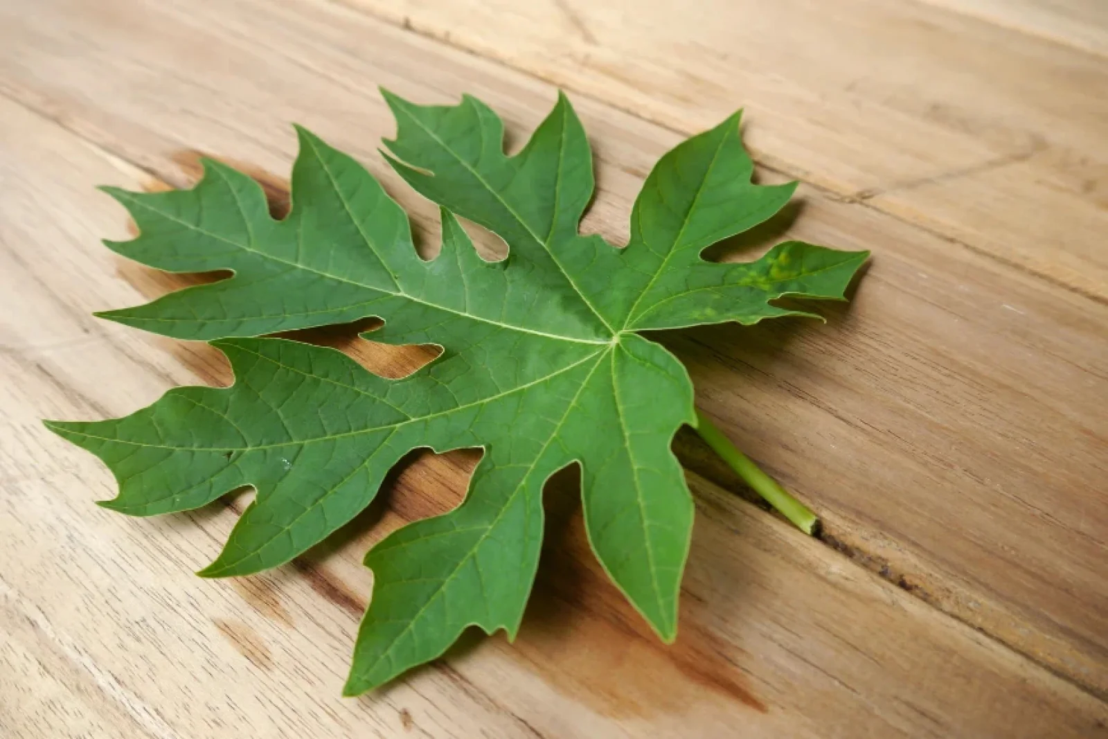 The News Tv India Official 