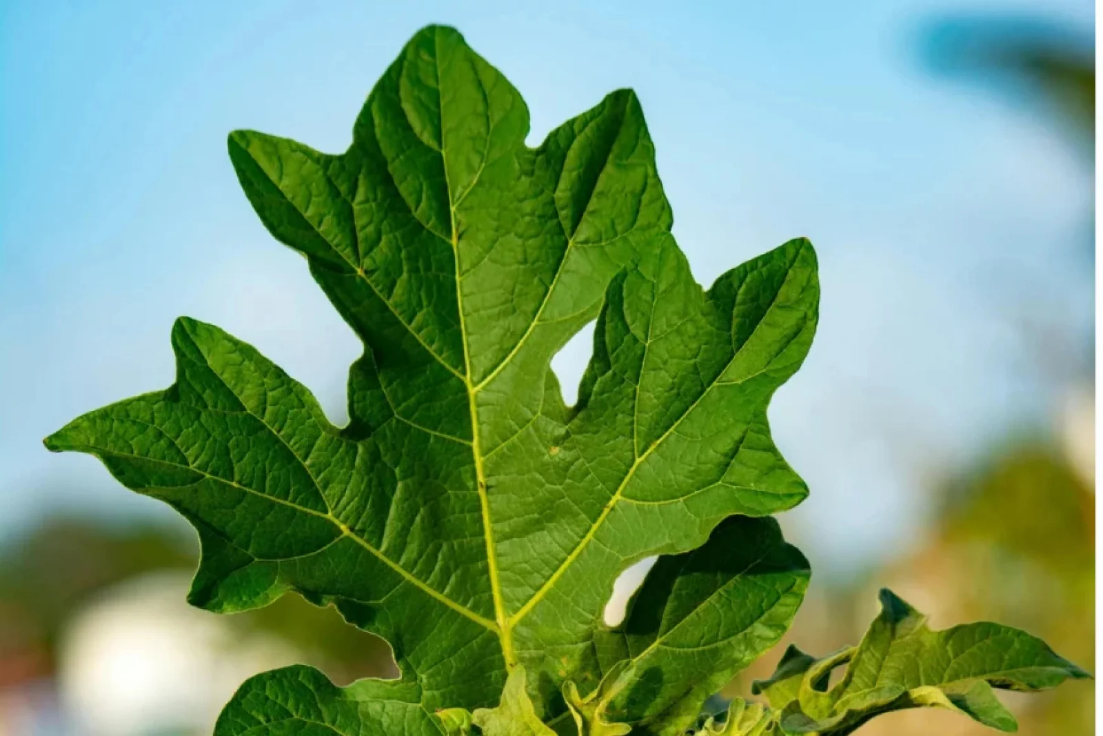 The News Tv India Official 