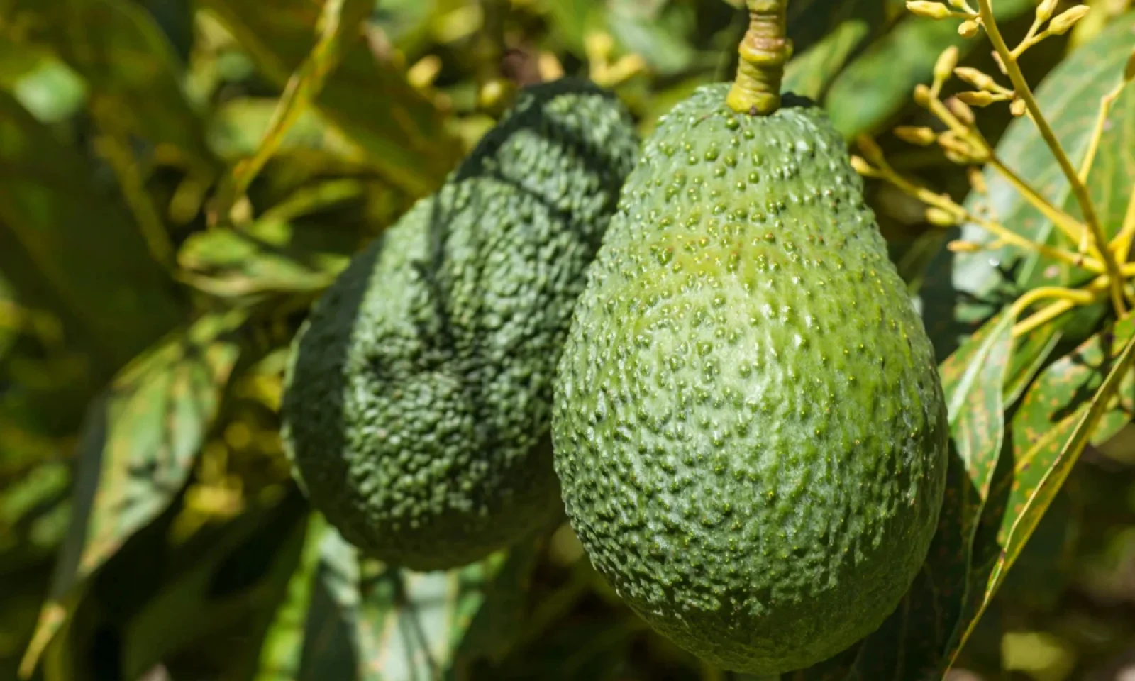 एवोकाडो रखेगा आपके हार्ट का ध्यान मिलेंगे कई सारे फायदे खाने में रखें कुछ सावधानियां