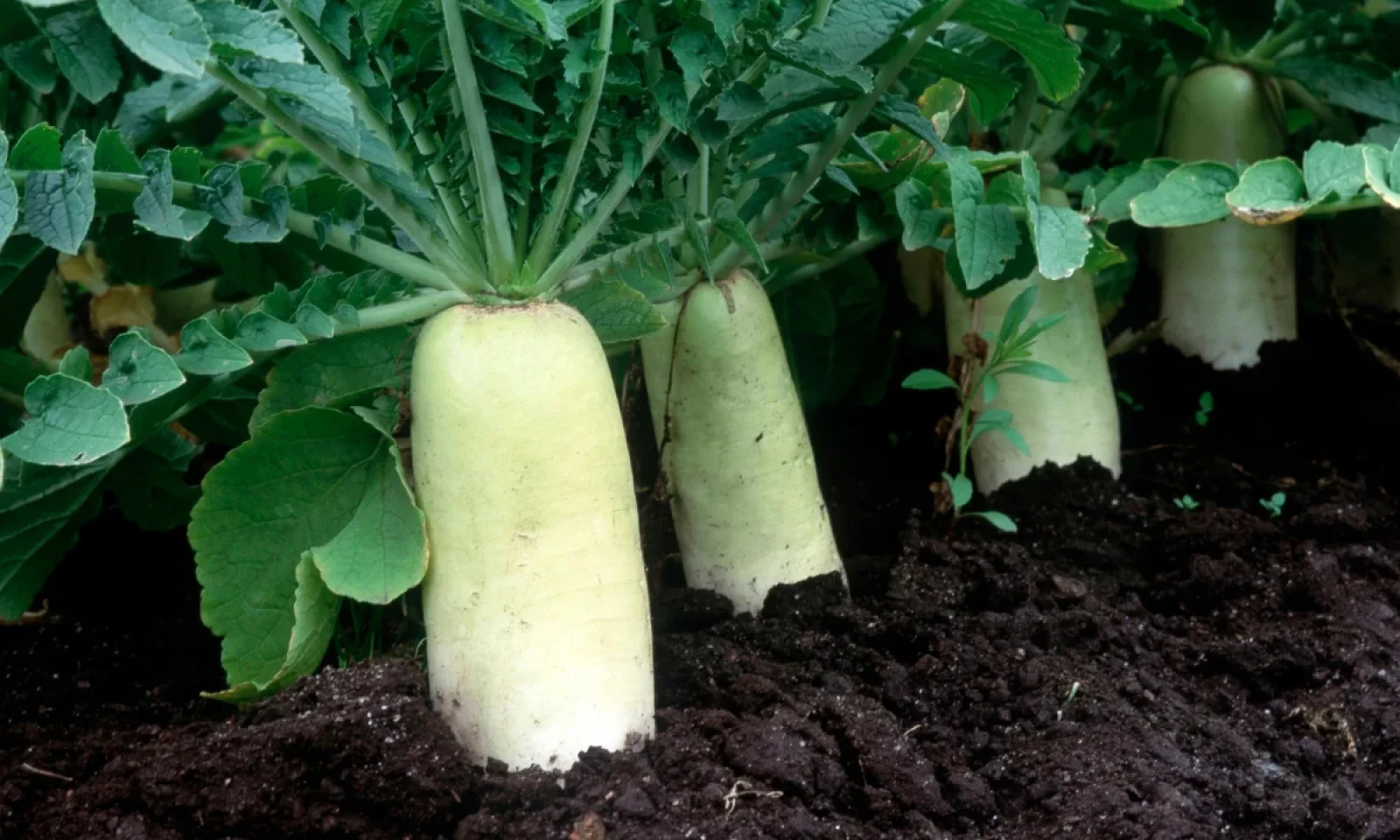 सर्दियों में मूली खाने के है जबरदस्त फायदे जानें फायदे और इसे खाने के तरीके